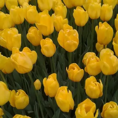 Profile image of 김각별