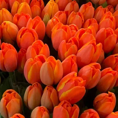 Profile image of 박덕개