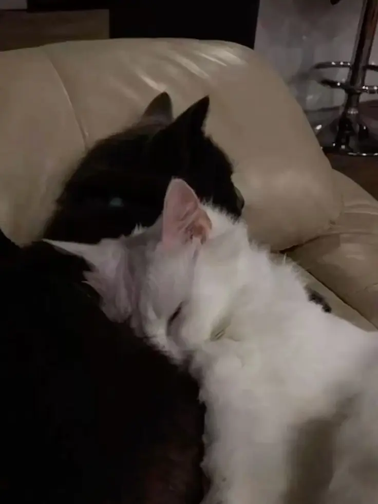 NeedyDaug4912의 三角関係！？