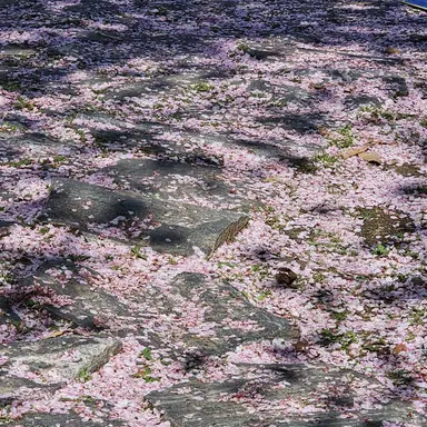 Profile image of 박성진