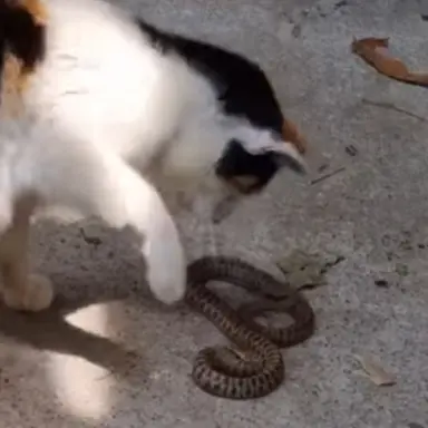 Profile image of 예지 현진