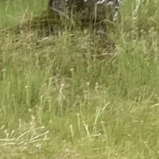 大森元貴