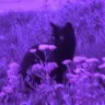 Profile image of ソミョル