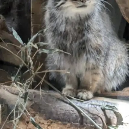 ak_des.의 飼猫。