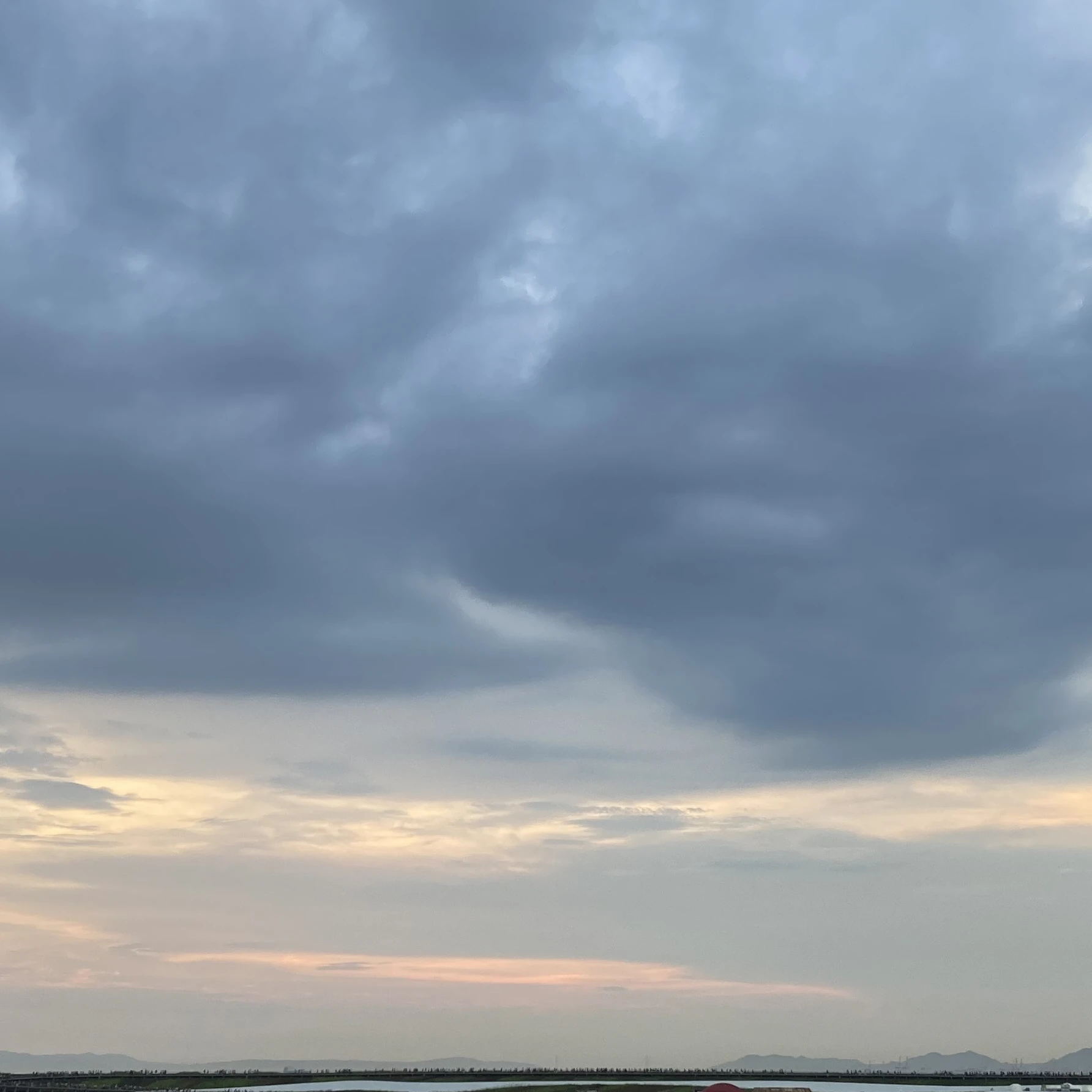 樺木