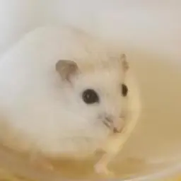 cutehamster_6의 착한말 햄찌🐹