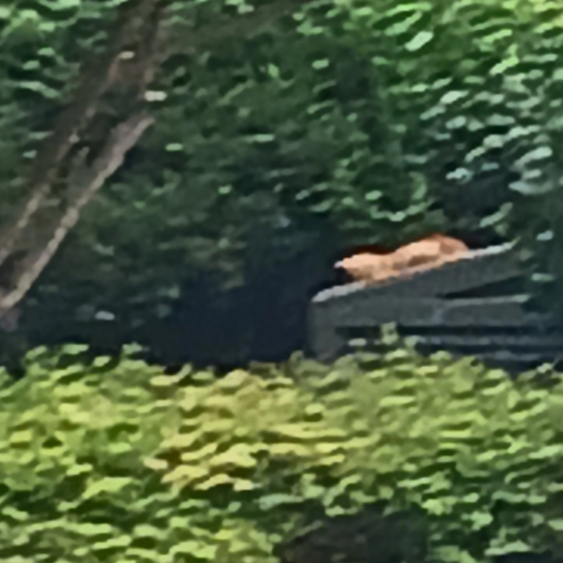사칭5