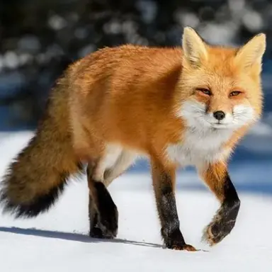 Profile image of 여우