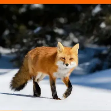 Profile image of 여우