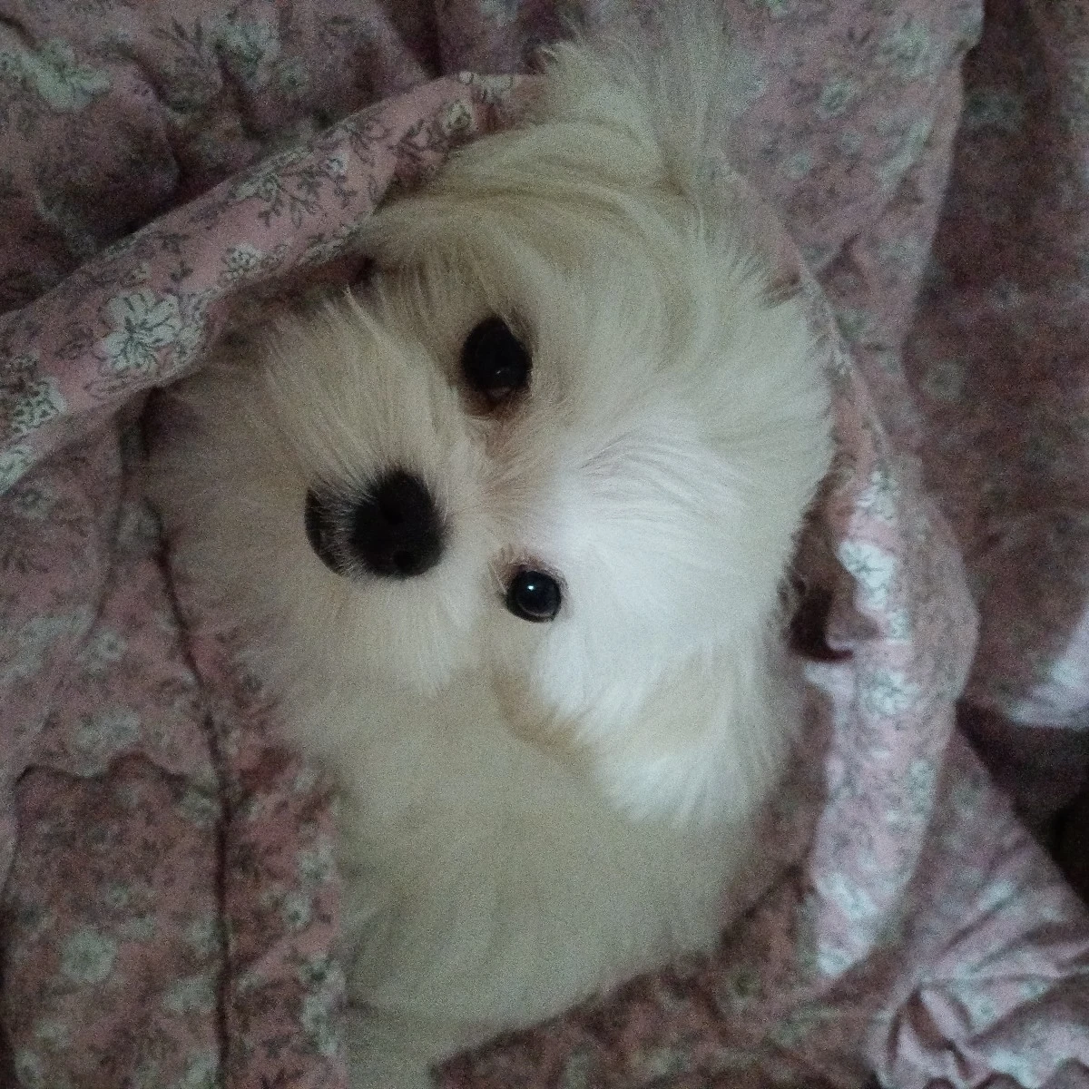 재현