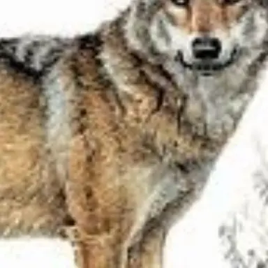 Profile image of 이늑대