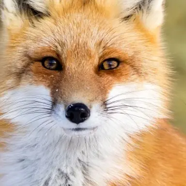 Profile image of 젠인 여우