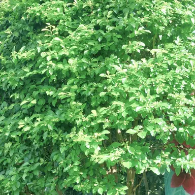 Profile image of 공룡