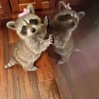 Profile image of 여우