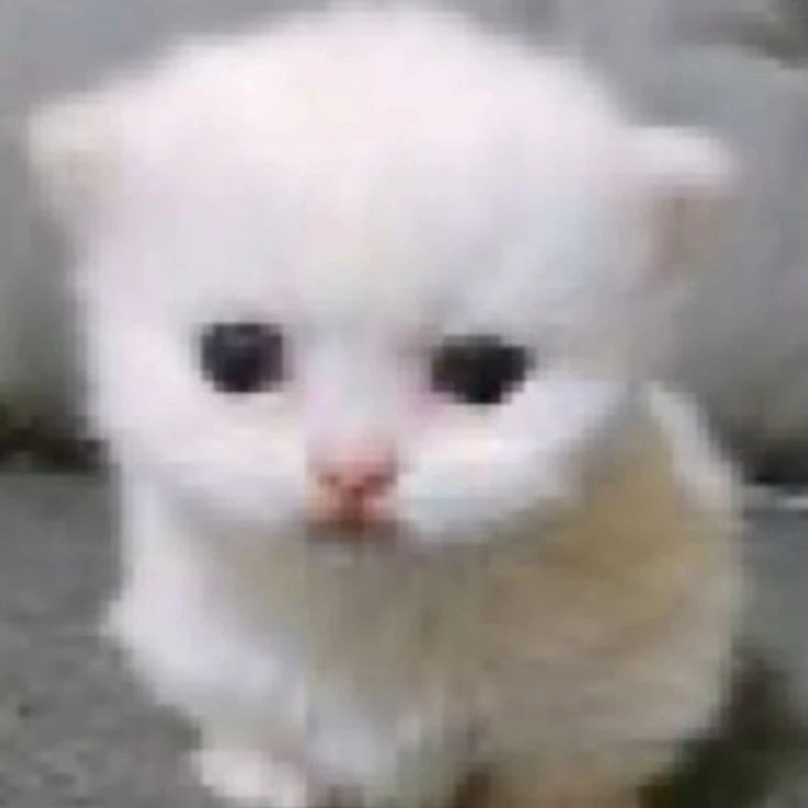 길냥