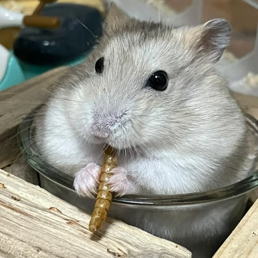 두부