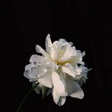 Profile image of 하데스 Hadeas