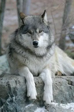 Profile image of 회색늑대