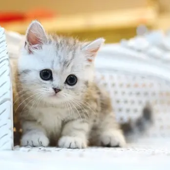 DenseBongo4098의 까까