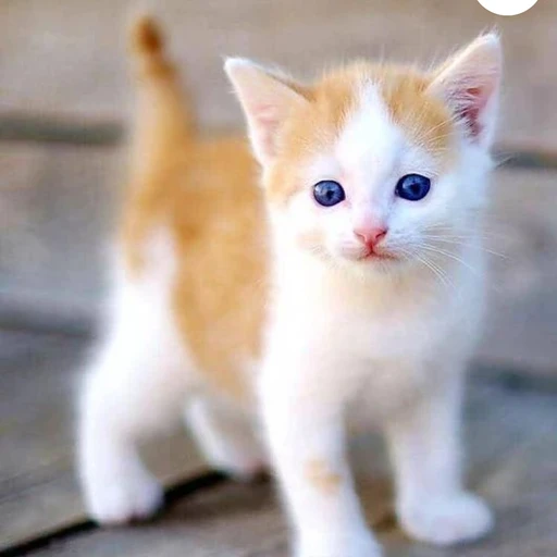 버려진 고양이
