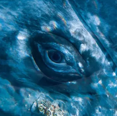 Profile image of Coral