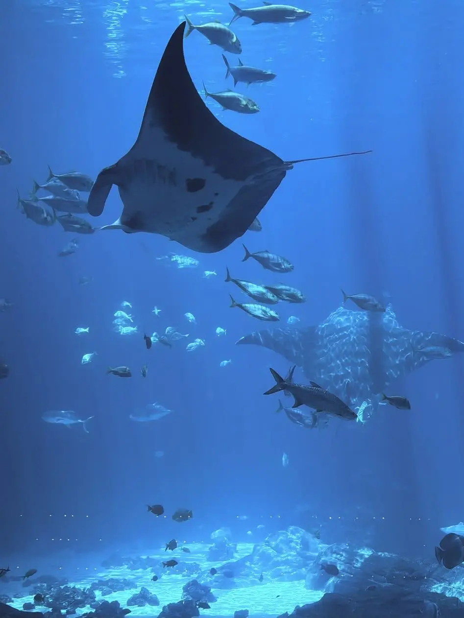 Navi_Moon의 Ocean life