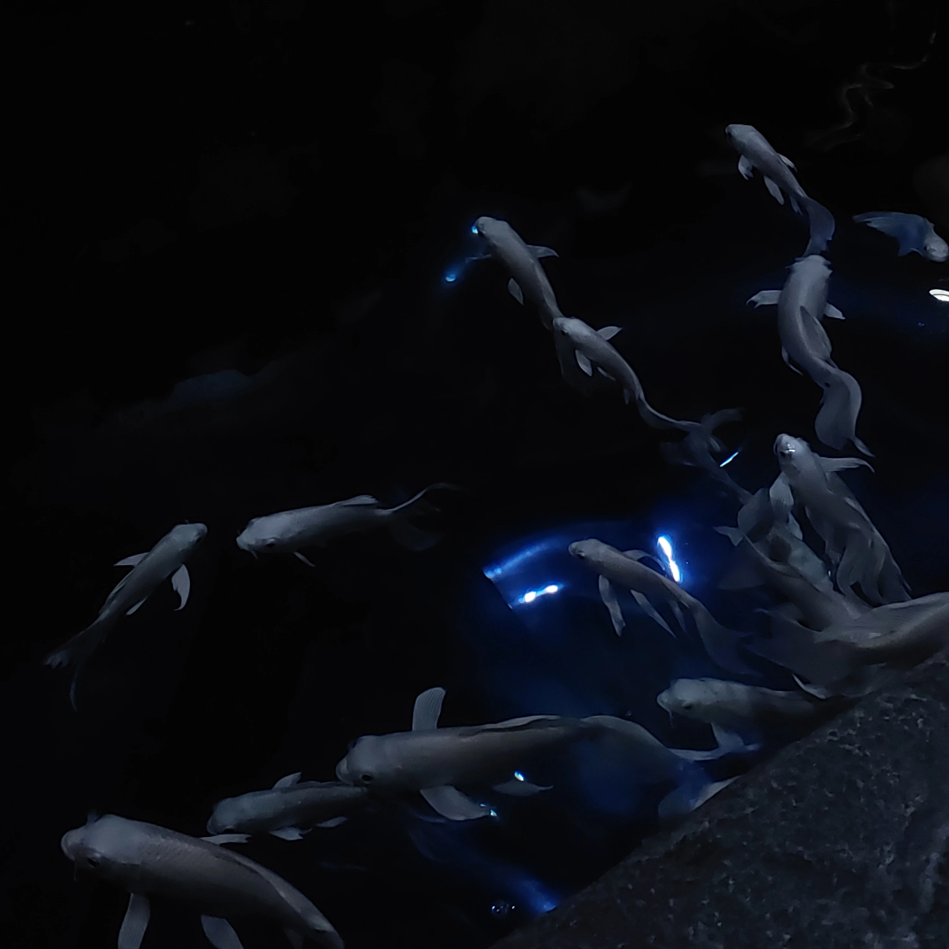 Nereus