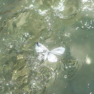 Profile image of 티푸