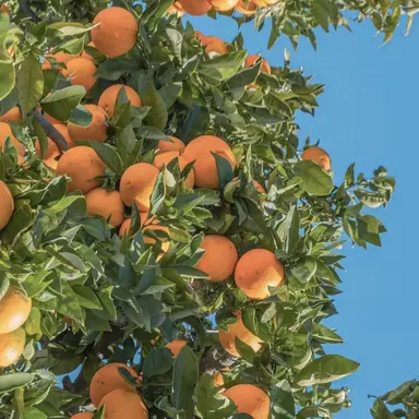 Profile image of 코마