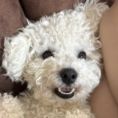 Profile image of Biscuit