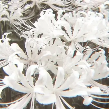 Profile image of 白虎