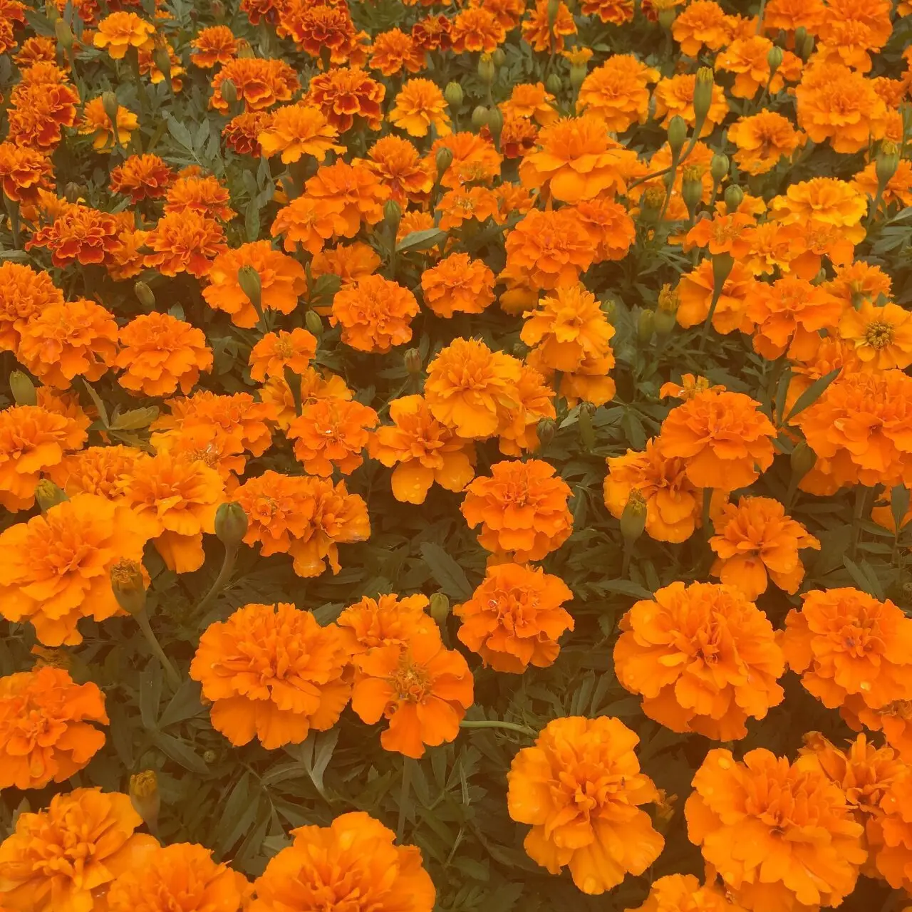 DaftTie3145의 나의 처음이자 마지막 짝사랑🧡