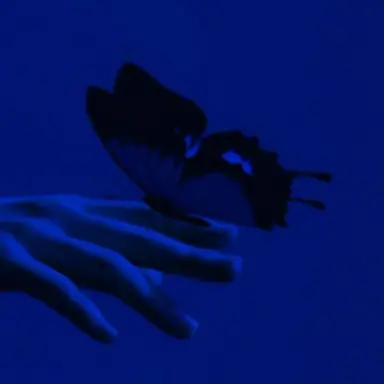 Profile image of 오필리아 소벨