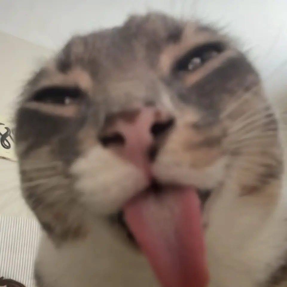 SpicyPatch3464의 모포샤 파티