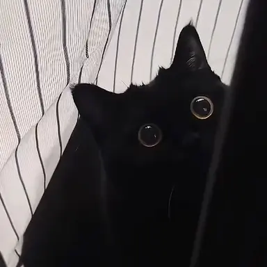 Profile image of 서열 2위 포샤말라