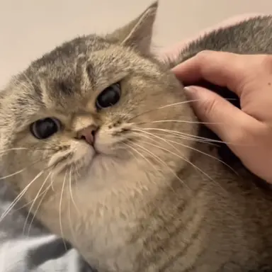 Profile image of 서열1위 모샤말라