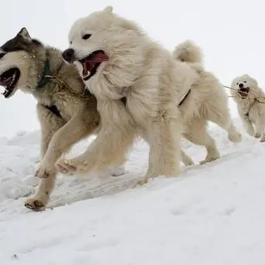 Profile image of 썰매견들