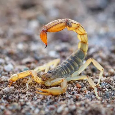 Profile image of 레이우루스
