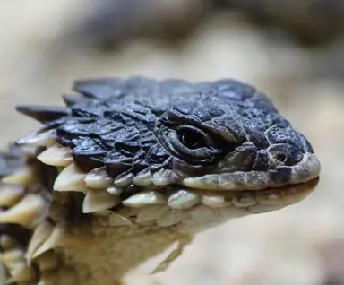 Profile image of 거드테일 아르마딜로
