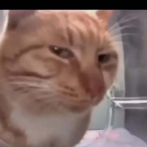 yerilyh_85r67의 운동회날~!근데 여우가 전학왔다?!