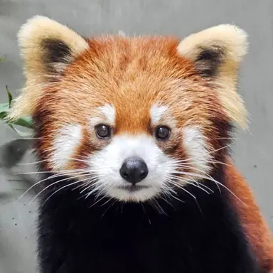 Profile image of 송하영