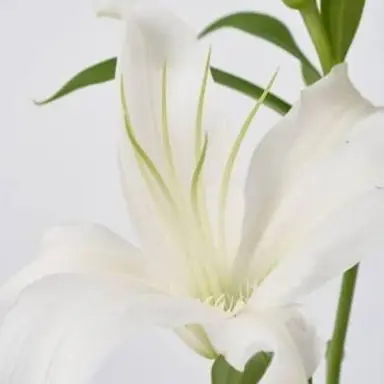 Profile image of 시나즈가와 스미