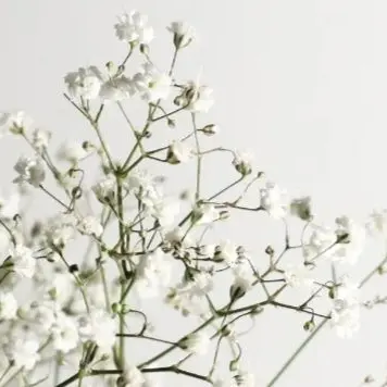 Profile image of 시나즈가와 테이코