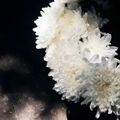 Profile image of 시나즈가와 히로시