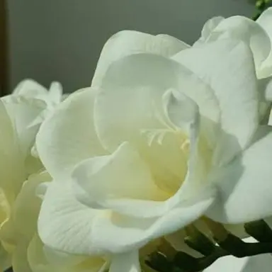 Profile image of 시나즈가와 코토