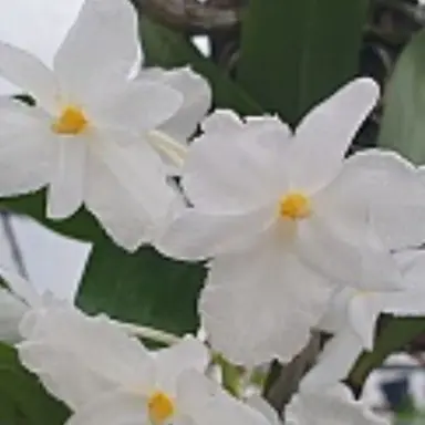 Profile image of 시나즈가와 슈야