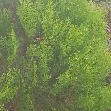 Profile image of 대마초맛 쿠키