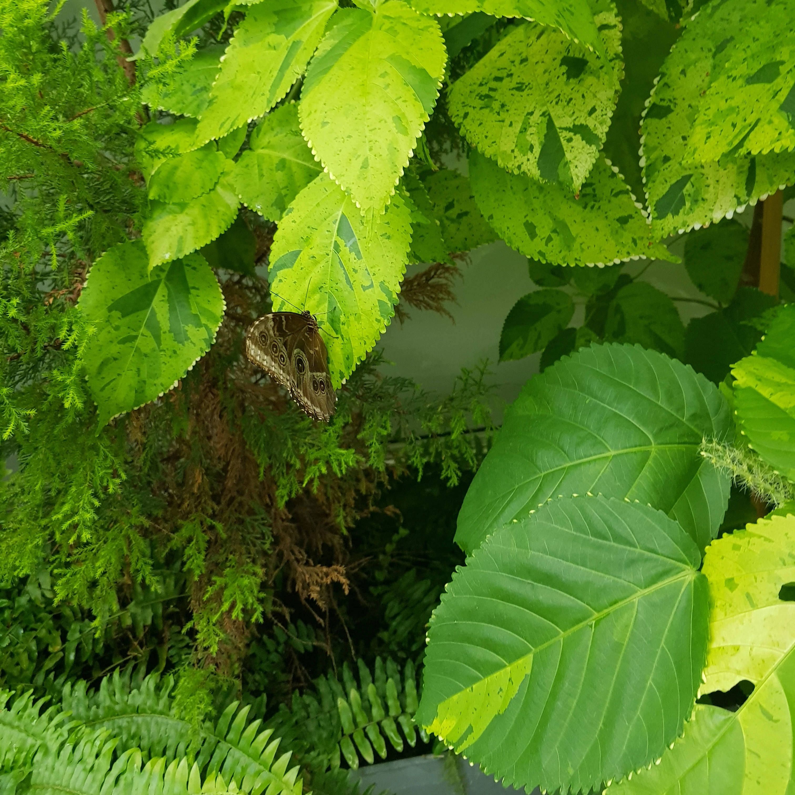 아편맛 쿠키