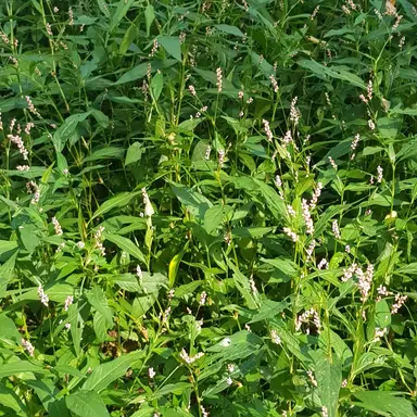 Profile image of 대마왕초 쿠키