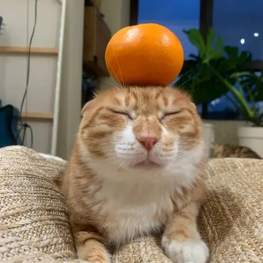 Seoyonh의 나비
